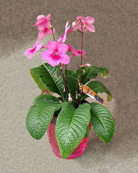 File:2007-03-20Streptocarpus03.jpg