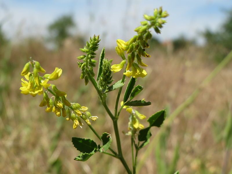 File:20140613Melilotus officinalis.jpg