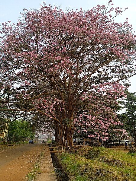 File:A Blooming Tree.jpg