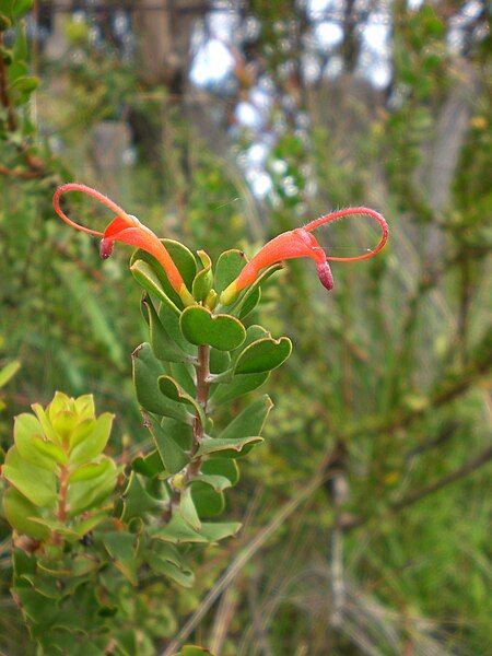 File:Adenanthos obovatus.jpg