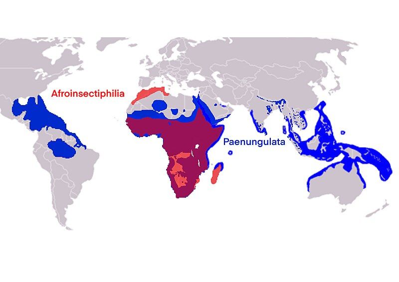 File:Afrotheria Map.jpg