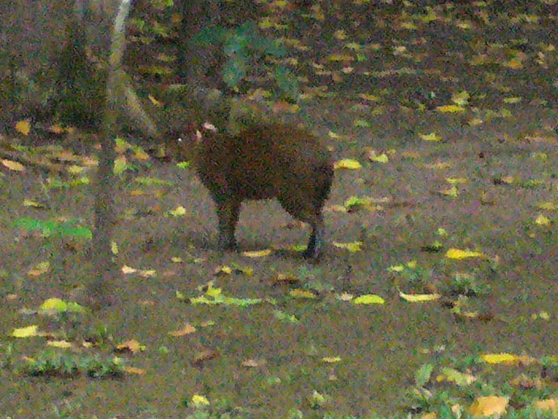 File:Agouti.jpg