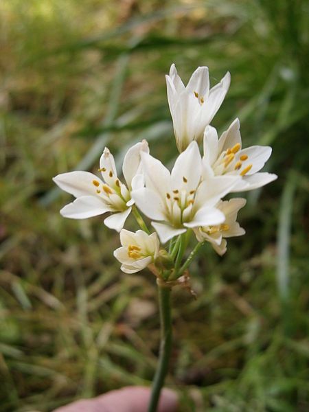 File:Allium zebdanense03.jpg