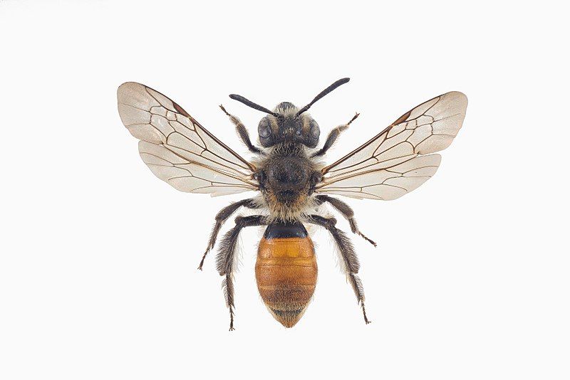 File:Andrena marginata.jpg