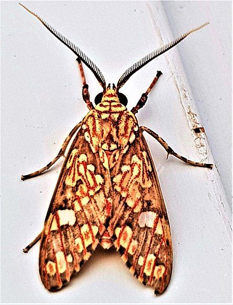 File:Araeomolis rhodographa.jpg