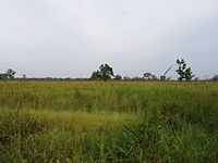 Grassland of Kaziranga National Park