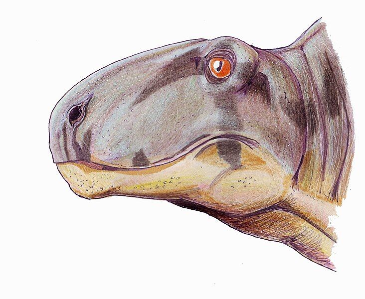 File:Bathygnathus head1DB.jpg