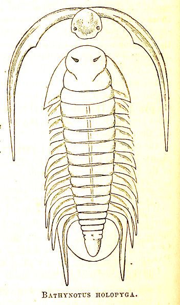 File:Bathynotus holopyga 13thAnnRepNYStateCabNatHis.jpg