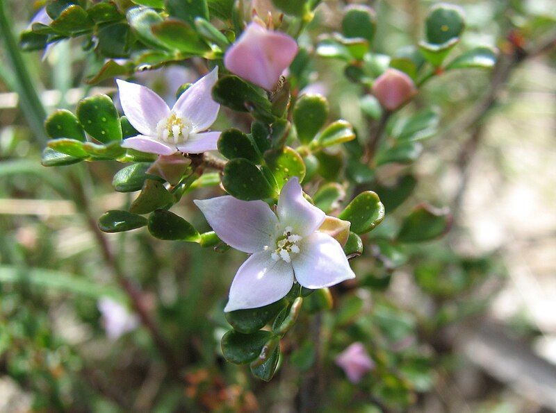 File:Boronia algida.jpg