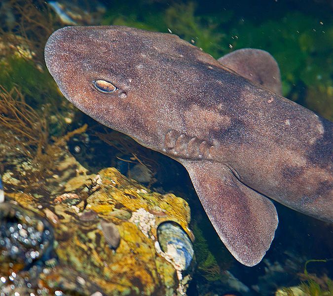 File:Brown shyshark DEK5155.jpg