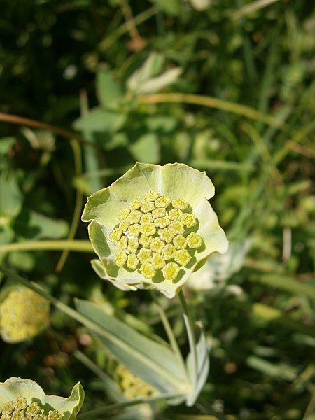 File:Bupleurum stellatum 003.jpg