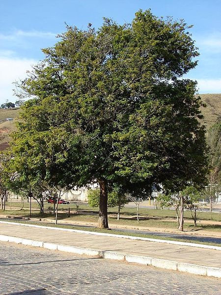 File:Caesalpinia echinata 2.jpg