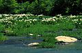 Image 35A stand of Cahaba lilies (Hymenocallis coronaria) in the Cahaba River, within the Cahaba River National Wildlife Refuge (from Alabama)