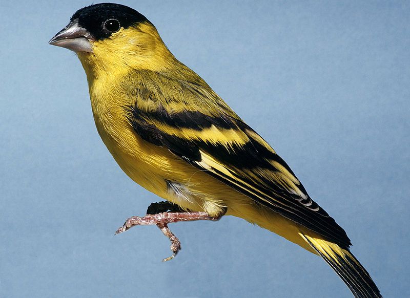 File:Carduelis yarrellii.JPG