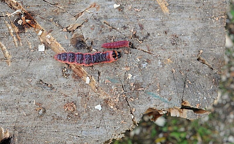 File:Caterpillars cossus cossus.jpg