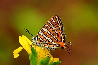 Ventral view