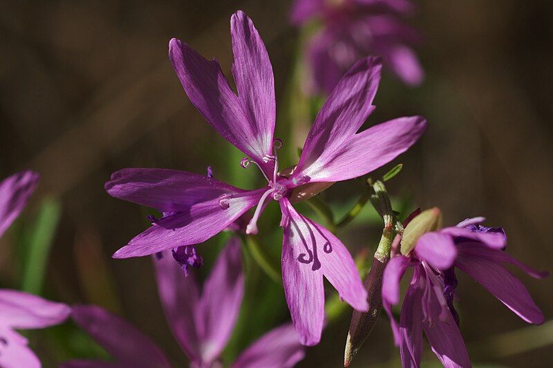 File:Clarkia biloba.jpg