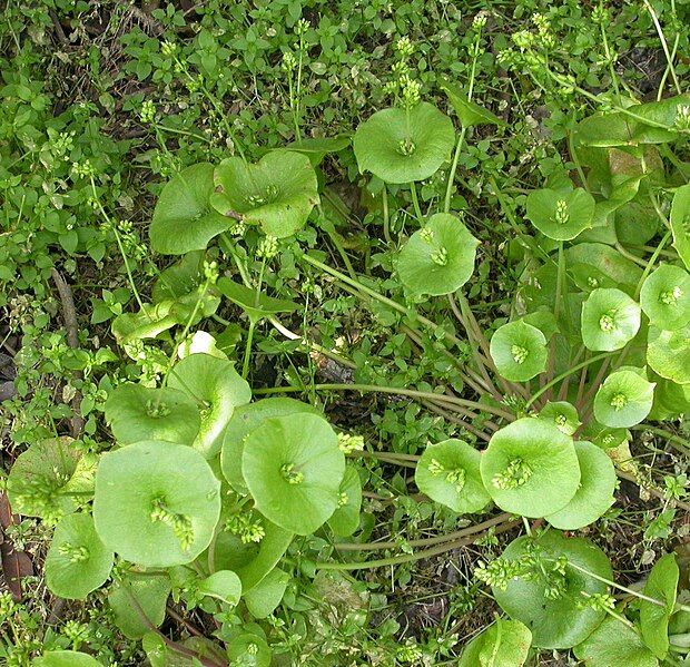 File:Claytonia perfoliata 2003-05-19.jpg