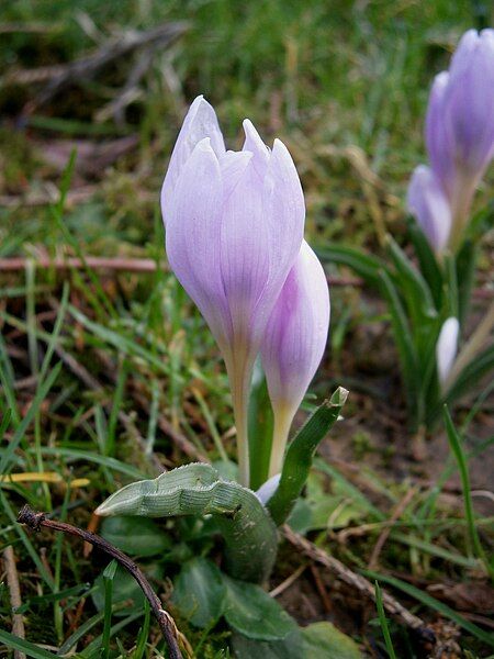 File:Colchicum hungaricum 009.jpg