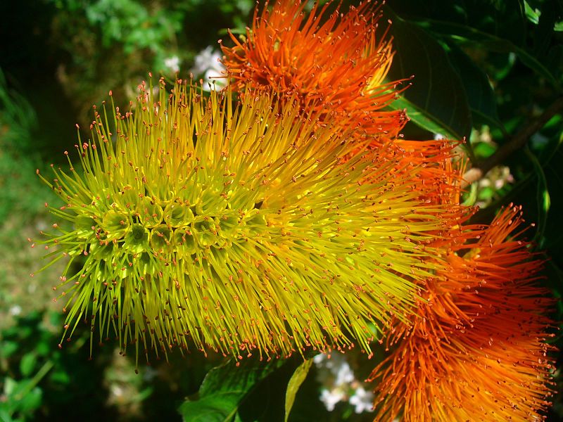 File:Combretum fruticosum.jpg