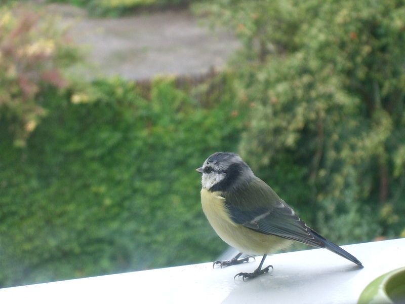 File:Contemplative blue tit.jpg