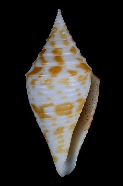 File:Conus rizali.JPG