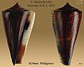 Conus thalassiarchus Sowerby, G.B. I, 1833