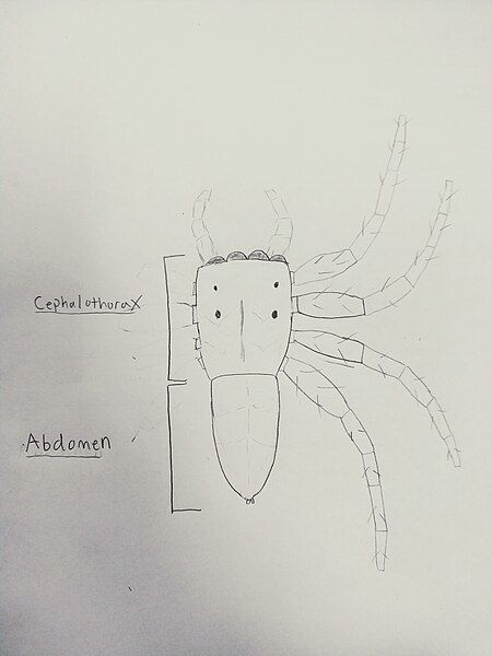 File:CrudeJumpingSpiderHandDrawing.jpg