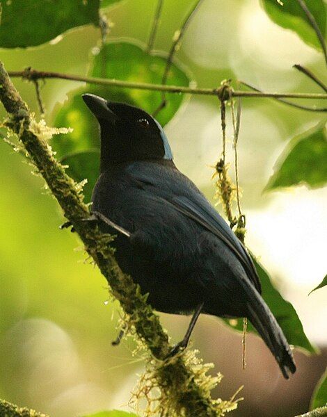 File:Cyanolyca cucullata perched.jpg