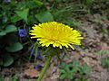 Dandelion flower