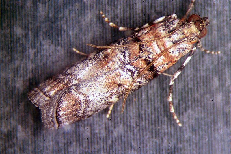 File:Dioryctria zimmermani.jpg