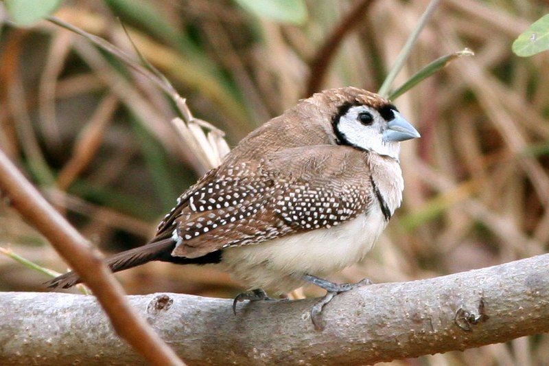 File:Double-barred Finch.jpg