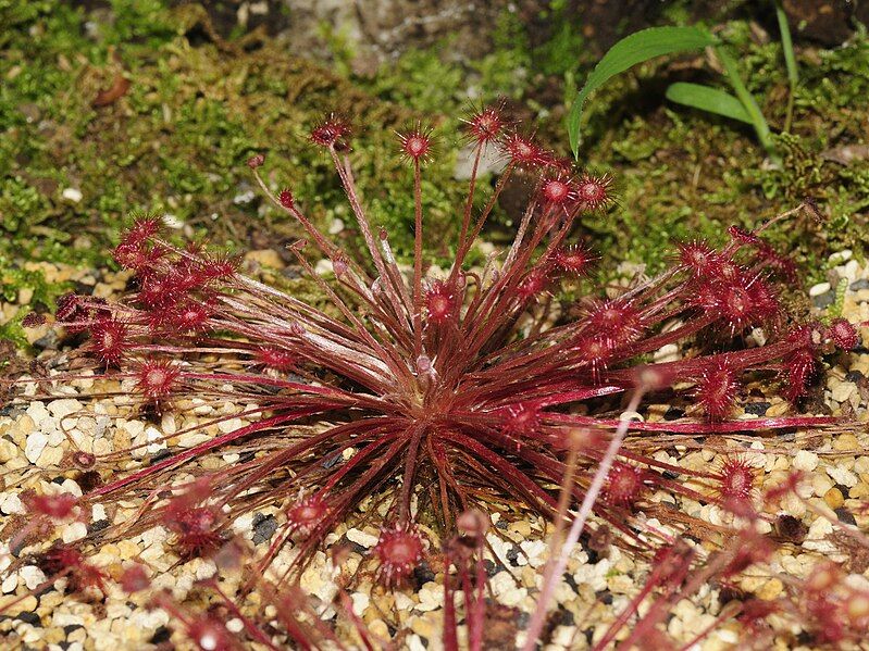 File:Drosera paradoxa (1).JPG