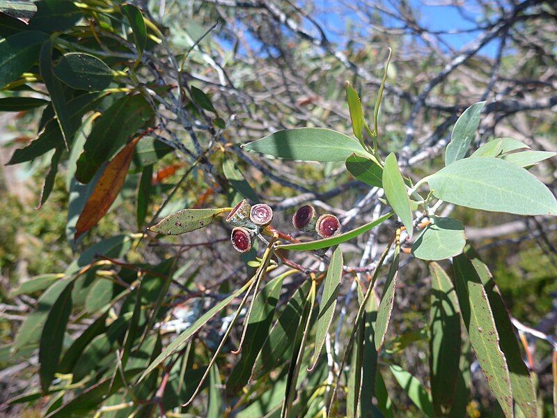 File:E. coccifera capsules.JPG