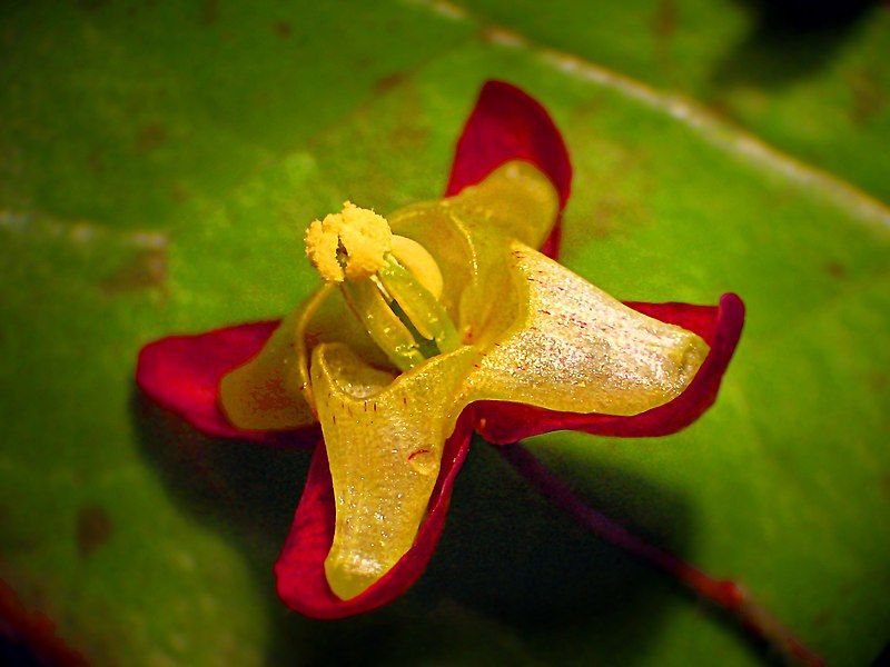 File:Epimedium alpinum NRM.jpg