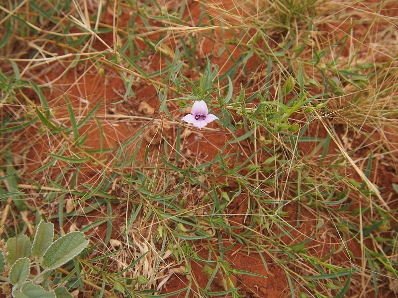 File:Eremophila hughesii 2.jpg