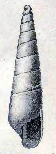 File:Eulimella cerullii 001.png