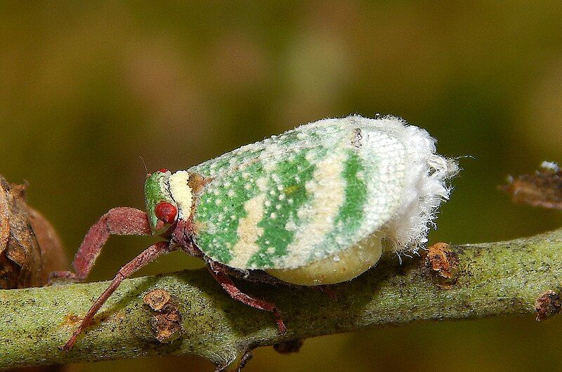 File:Eurybrachys tomentosa.jpg