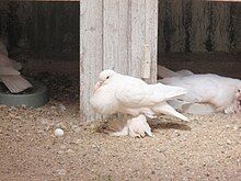 A pigeon with feathers growing on the feet instead of scales.