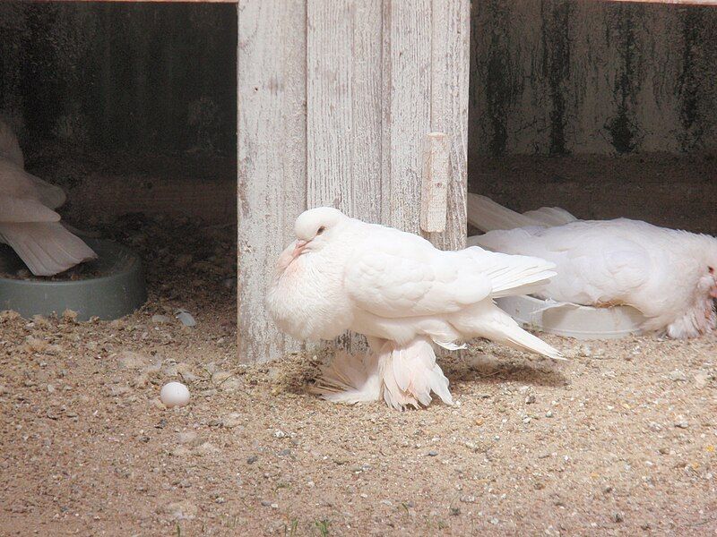 File:Fancy-pigeon.jpg