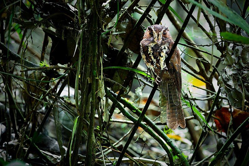 File:Feline Owlet-nightjar 0A2A6959.jpg