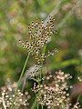 Fimbristylis quinquangularis