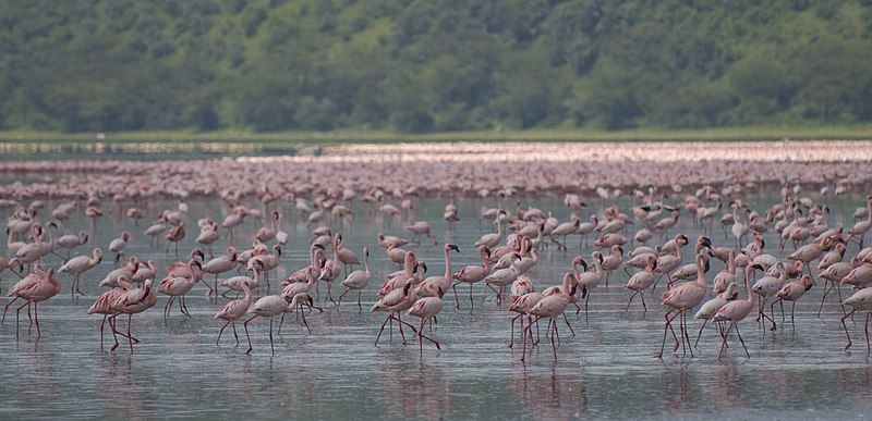 File:Flamingos, Lake Nakuru.jpg