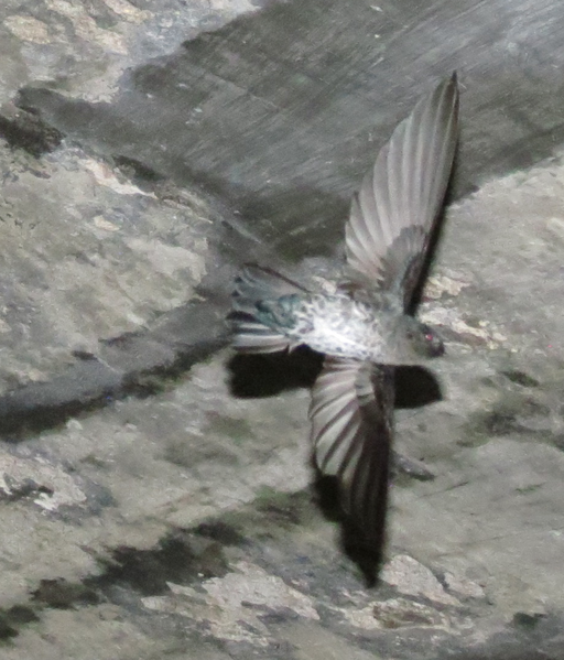 File:Flying swiftlet.png