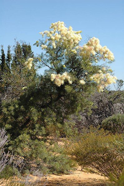 File:Grevillea annulifera habit.jpg