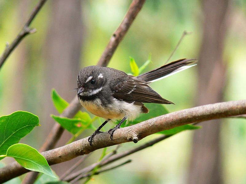 File:Grey Fantail2444.jpg