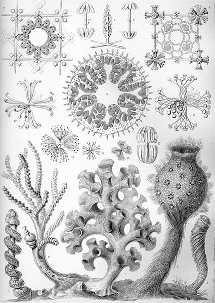 File:Haeckel Hexactinellae.jpg