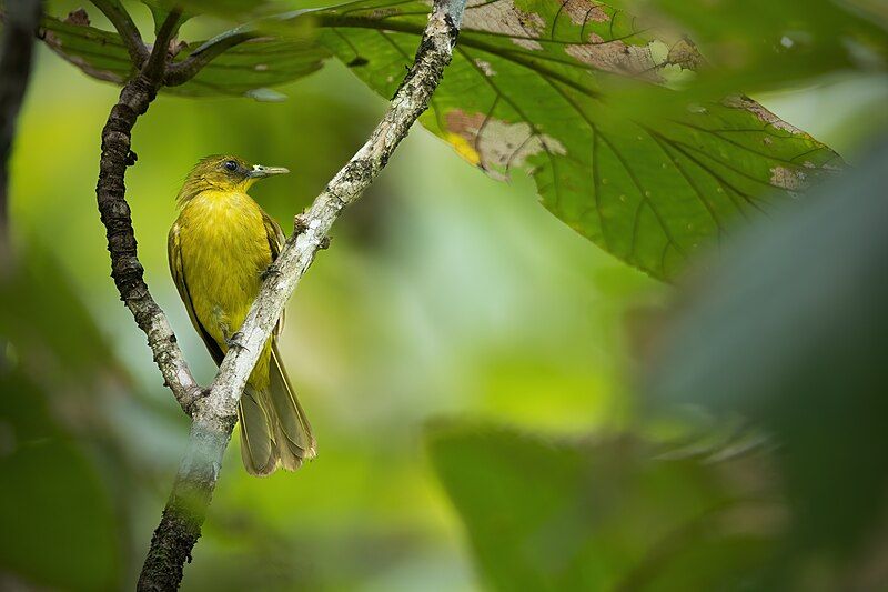 File:Halmahera Golden-Bulbul 0A2A6270.jpg