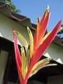 Heliconia angusta 'Holiday'