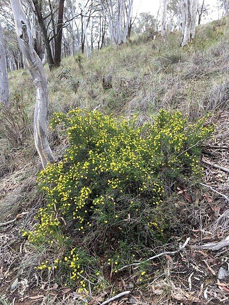 File:Hibbertia ericifolia habit.jpg